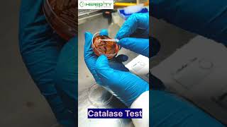 Catalase Test microbiology [upl. by Acinoed]