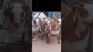 Har Mahine Bakra Ka 8 se 10 Kg Wajan Badhaye trending viralvideo shortvideos ytshorts farming [upl. by Orgel]