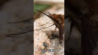 【かわいい】ビロウドツリアブの交尾！メスの口の動き Bombylius major malefemale mating （Large beefly、吊虻） shorts [upl. by Anabahs]