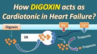 How Digoxin acts as Cardiotonic in Heart Failure [upl. by Lehar627]