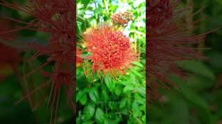 Erythrophyllum Red Petals in Naturenature explore shorts viralvideo [upl. by Bottali699]