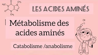 métabolisme des acides aminés  catabolisme et anabolisme cycle durée [upl. by Aras]