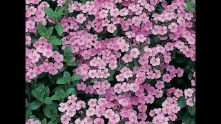 Chap 122 How to grow saponaria from seed 🌸🌼🌴 [upl. by Delcina]