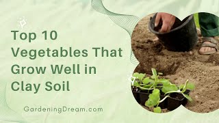 Top 10 Vegetables That Grow Well in Clay Soil [upl. by Anol]