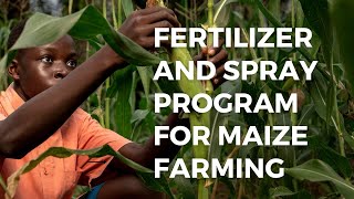 Simplified fertilizer application and spray guidelines for maize farming [upl. by Yablon]