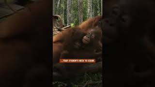 A tough lesson students need to learn about real dangers in the wild  Smithsonian Channel Shorts [upl. by Karb]