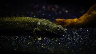 14 months of Bichir  Polypterus growth in One Video [upl. by Aihsiym768]