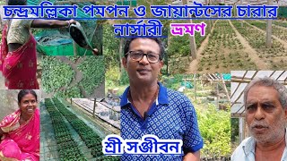 চন্দ্রমল্লিকার চারার নার্সারী ভ্রমণChrysanthemum Saplings Nursery TourSree Sanjiban [upl. by Cilka]