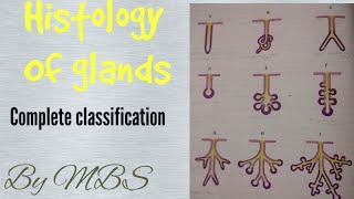 Histology of glands types of glands  classification [upl. by Adiaz]