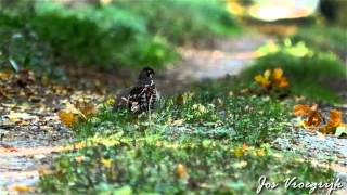 Tetrastes bonasia Hazelhoen Hazel grouse Grevol Gelinotte de bois Haselhuhn [upl. by Ilagam607]