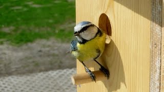 Aus dem Familienleben der Blaumeisen Parus Caeruleus [upl. by Hallvard]