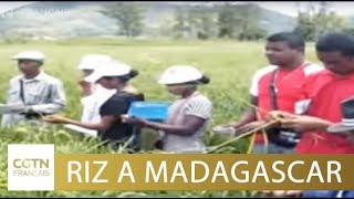 Madagascar  une formation destinée à améliorer la culture du riz [upl. by Tammara]