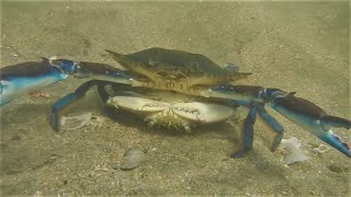 Mating Blue Crabs In The Tamarindo Estuary [upl. by Gusta]