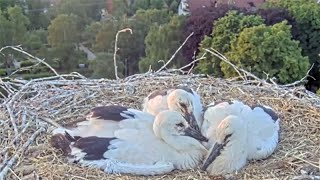 Storchennest Kirchzarten im Dreisamtal bei Freiburg im Breisgau  7 Juni 2023 [upl. by Rodmun]