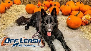 Jager  45yo German Shepherd  Before and After Training  OLK9 Training Sarasota [upl. by Uno]