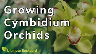 How to Grow and Care For Cymbidium Orchids [upl. by Eng]