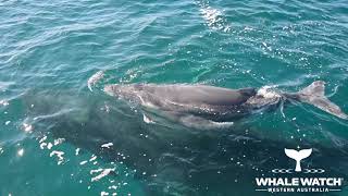 Whale Watch WA amp Dolphins defend Humpback Mother amp Calf [upl. by Naneek816]