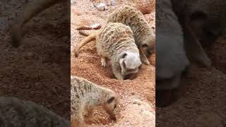 A vida Dos Suricatos shortfeed suricato suricate suricata animais [upl. by Sasnak]