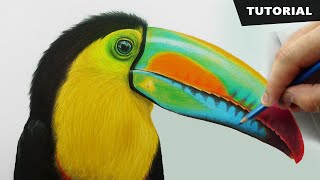 How to Draw Toucan Bird with pencil colors  Tutorial for BEGINNERS [upl. by Llehsar896]