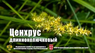 Ценхрус длинноколючковый Cenchrus longispinus Hack Fern [upl. by Lekcar]