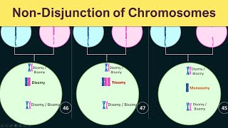 NonDisjunction of chromosomes  Trisomy Monosomy amp Disomy [upl. by Gilliette]