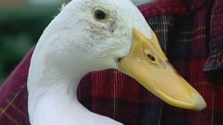 Absolutely quackers Meet the duck who goes shopping [upl. by Halvaard]