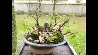 Bonsai KorkrindenFeldUlmen Wald auf Felsen Ulmus Minor var [upl. by Ranite]