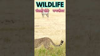 WILDLIFE  वन्यजीवन  ਜੰਗਲੀ ਜੀਵ  National Geographic Unforgettable Wildlife Showdowns [upl. by Molloy288]