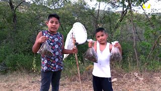 Chapulines Oaxaqueños Gastronomia mexicana [upl. by Pickett]