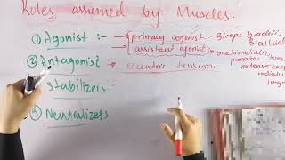 Role assumed by muscles  Skeletal muscle functions biomechanics [upl. by Innej]