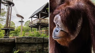 Orangutan escapes Toronto Zoos new 11million habitat [upl. by Lust913]