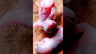 New born Rat babies cutie [upl. by Kcirrad214]