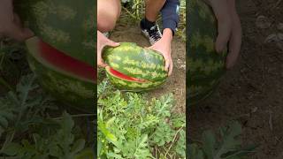 Opening a Perfectly Ripe Watermelon – Wait for the Juicy Surprise  AGRIBROS [upl. by Ynar]