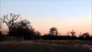 Ringbilled Gulls [upl. by Ruhtracam]