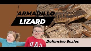 Episode 97 Armadillo Lizard  Defensive Scales [upl. by Compton]