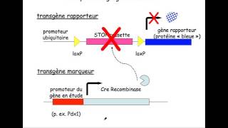 BIO  CRE recombinase [upl. by Ellenor]