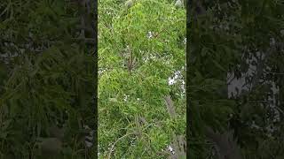 Mahogany tree blowing in the wind HurricaneHelene puntagorda Florida stormclouds [upl. by Aihtniroc]