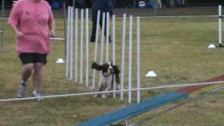 English Springer Spaniel at Goulburn agility ANKC 2930 May 2010 [upl. by Bathsheba]