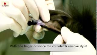 Burgess Vet Club Marginal ear vein catheterisation [upl. by Anthiathia]