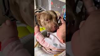 Pitbull gives baby a few kisses IG oldgodskennels [upl. by Pacian]