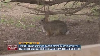 Tularemia spreads to 4th Colorado county [upl. by Ewell173]