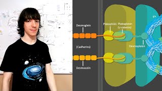 Desmosomes Structure and Functions [upl. by Refotsirc569]