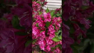 Sonic Bloom Pink Weigela  Illinois Zone 5 Garden Shorts [upl. by Cleave]