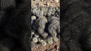 Name that Copiapoa cactus 👀 [upl. by Nomael735]