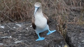 Piqueros de Patas Azules [upl. by Atalanti]