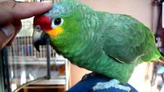 red lored amazon parrot listing to the radio [upl. by Ahsemit]