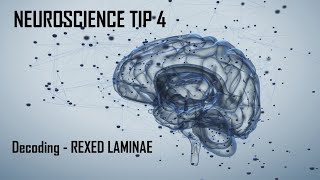 Neuroscience Tip 4  Rexed LaminaLaminae Neuroanatomy [upl. by Gnues282]