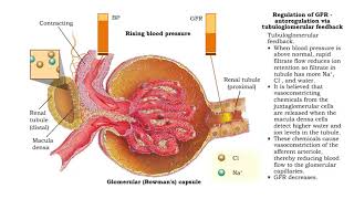 Regulation of GFR autoregulation via myogenic mechanism Myogenic mechanism [upl. by Akselaw]