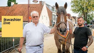 Belgisch trekpaard hengst Timo van de Neerkouter van VlaamsBrabant  Jeanno Cammerma is kampioen [upl. by Ina]