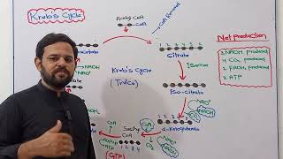 Krebs Cycle  Class 11  NBF  FBISE  Bioenergetics  New Syllabus [upl. by Hollie]